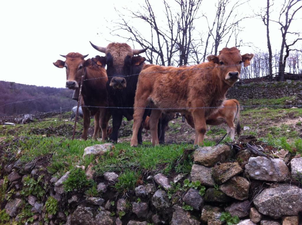 Guijo de Santa Bárbara Casa Rural Sierra De Tormantos المظهر الخارجي الصورة